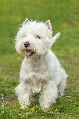 West Highland White Terrier happy dog on a background of green g