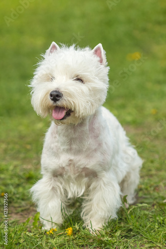 Little funny West Highland White Terrier
