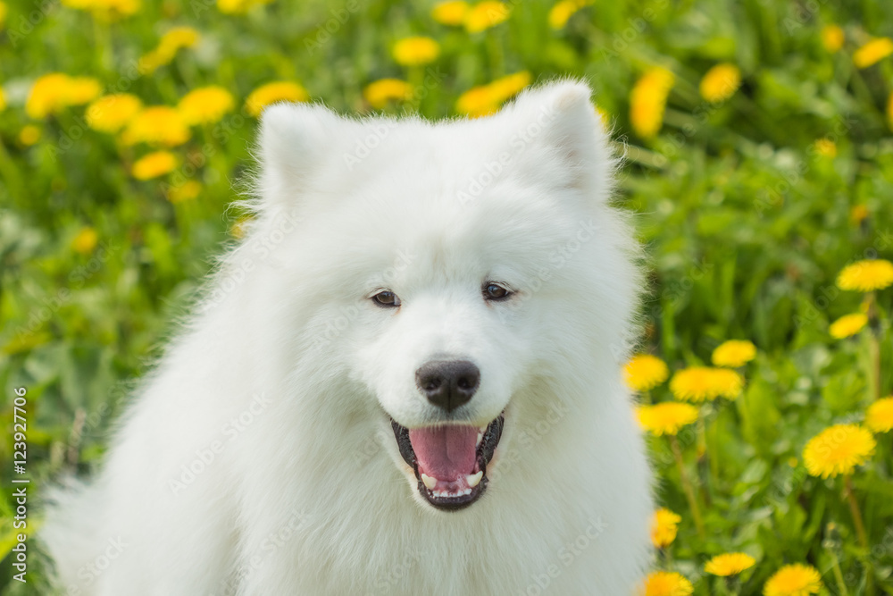 Funny Samoyed dog with open mouth Funny Samoyed dog with open mouth
