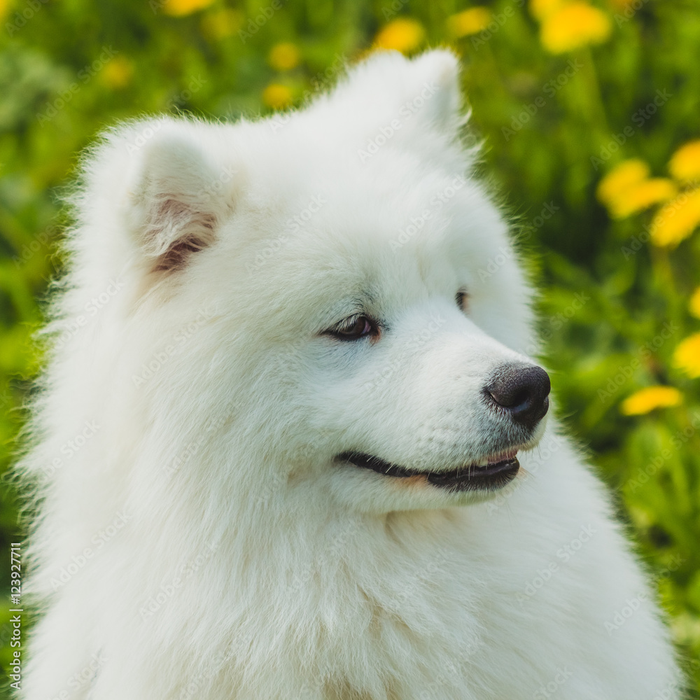 Beautiful Samoyed dog portrait outdoors closeup