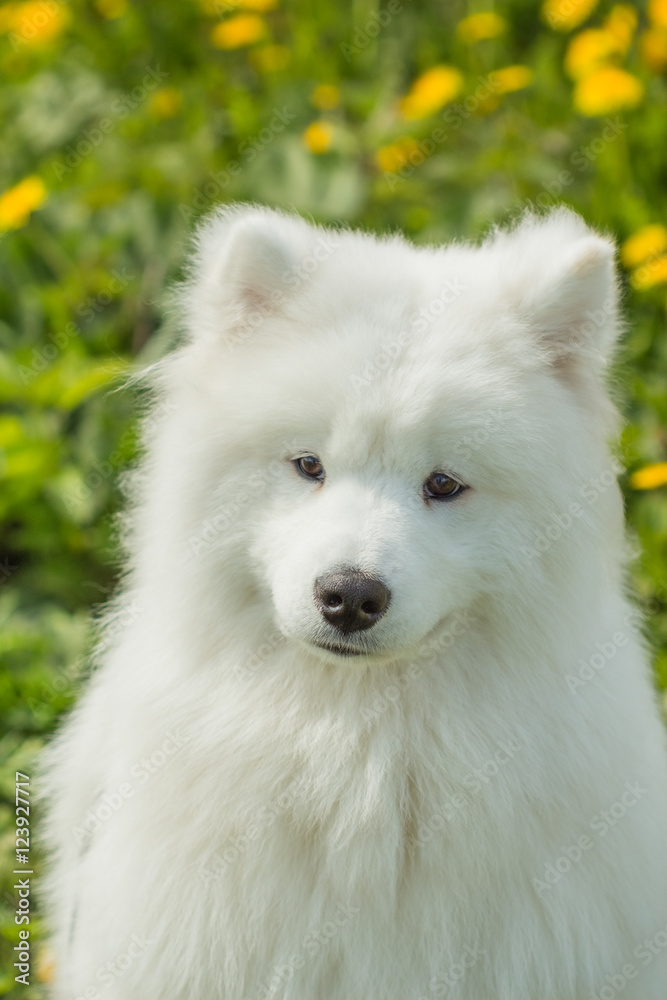 White Samoyed dog puppy on a green background of grass