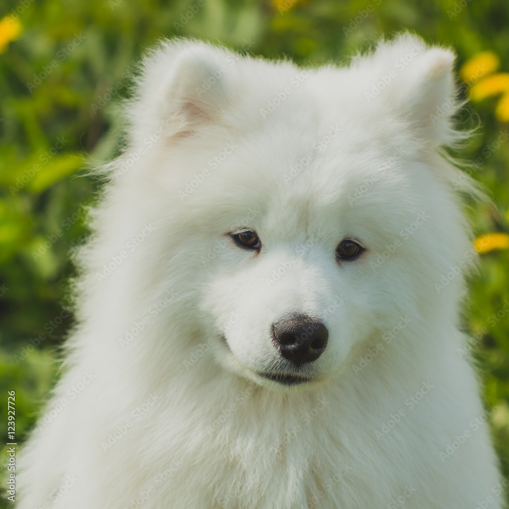 Cute Samoyed puppy dog on a background of green grass field outd