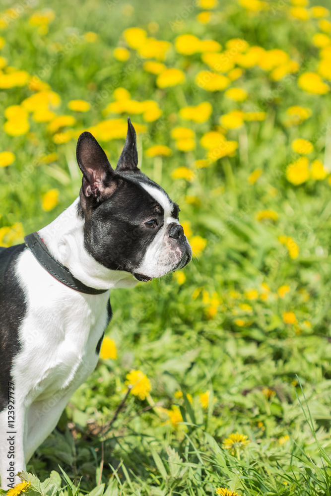 Portrait of a Boston Terrier on grass background Portrait of a Boston Terrier on grass background