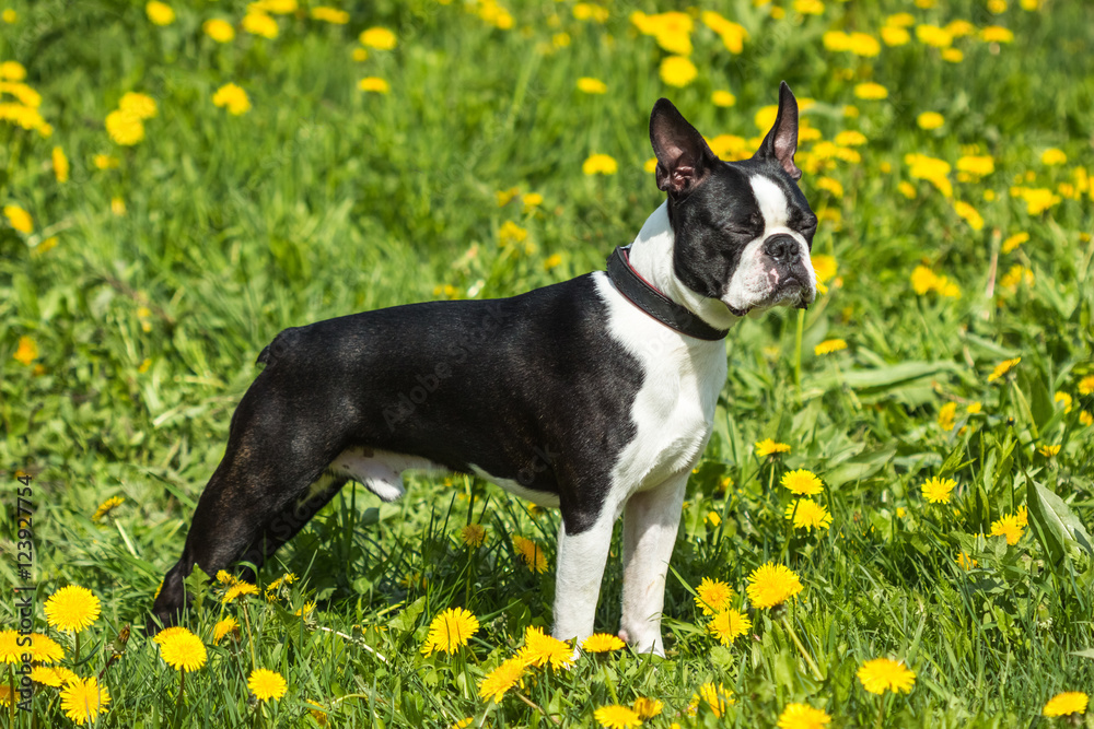 A young Boston Terrier dog in a grass field