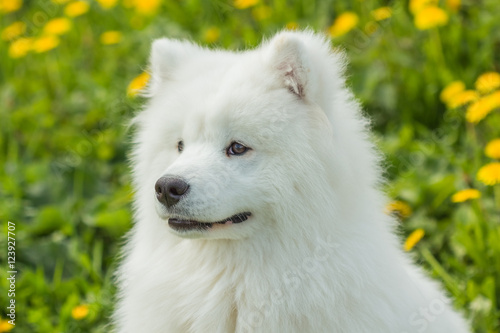 Portrait of a young puppy Samoyed dog outdoors
