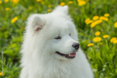 Young Samoyed dog outdoors with a green background
