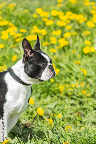Portrait of a Boston Terrier on grass background