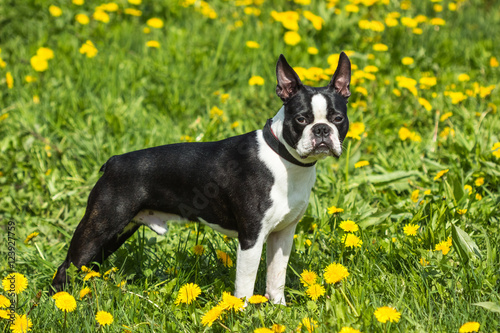 Boston Terrier dog standing in the grass and dandelions
