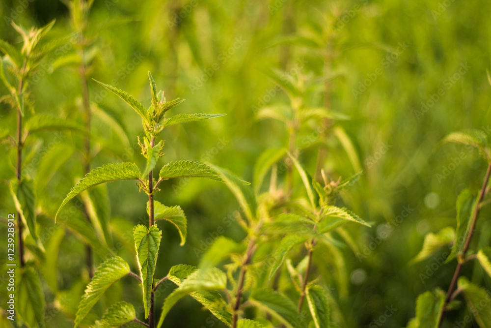 Beautiful nettle leaves and copy space Beautiful nettle leaves and copy space