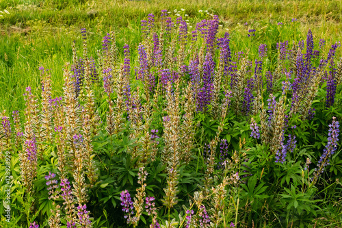 Family lupine plants in the field