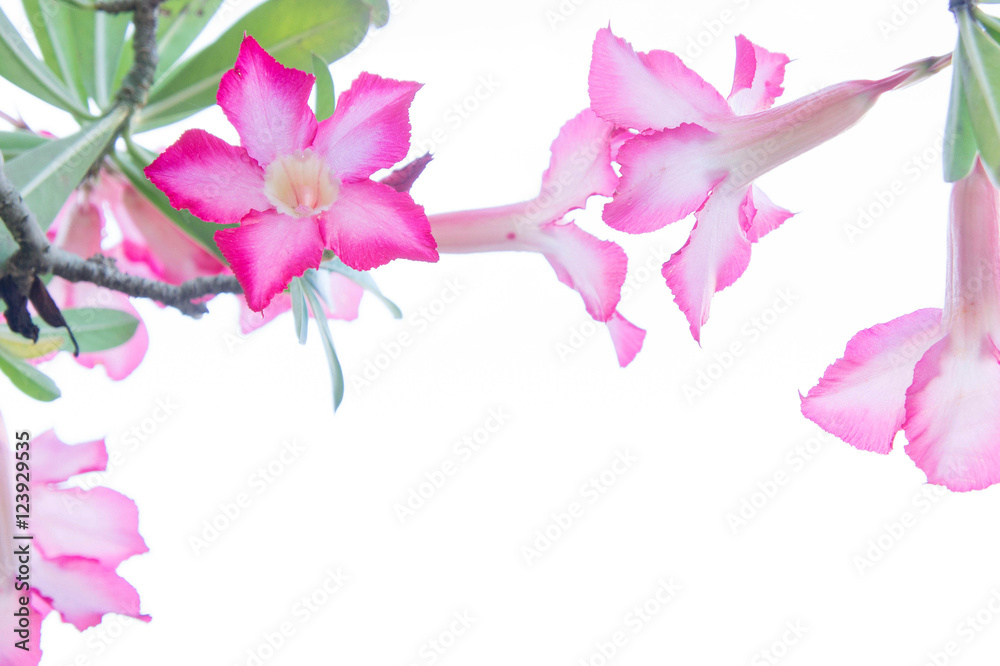 Fototapeta premium Flowers, Desert Rose; Impala Lily; Mock Azalea flowers on backgr