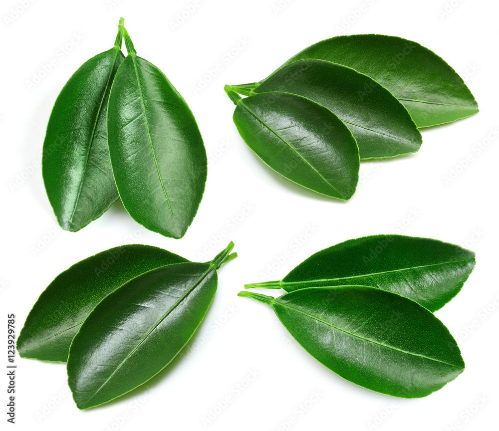 Citrus leaves isolated Citrus leaves isolated