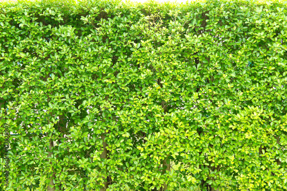 Texture green leaves small , Background tree leaves ,