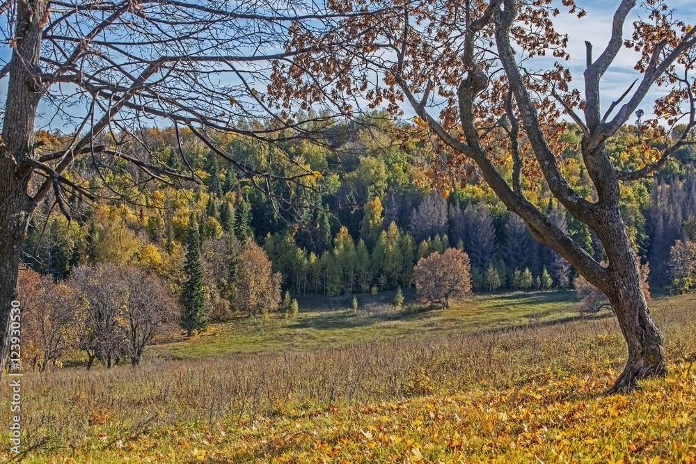 autumn beautiful forest