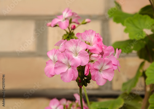 Fototapeta Naklejka Na Ścianę i Meble -  beautiful geranium flower
