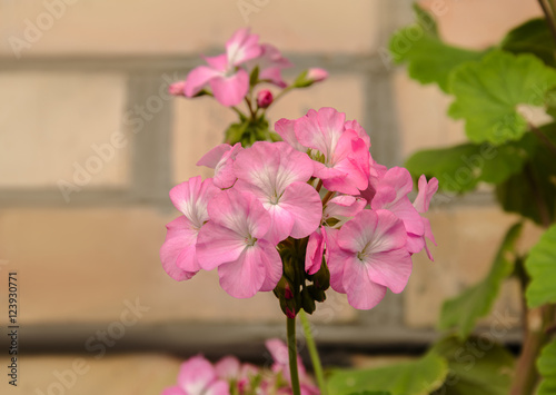 Fototapeta Naklejka Na Ścianę i Meble -  beautiful geranium flower