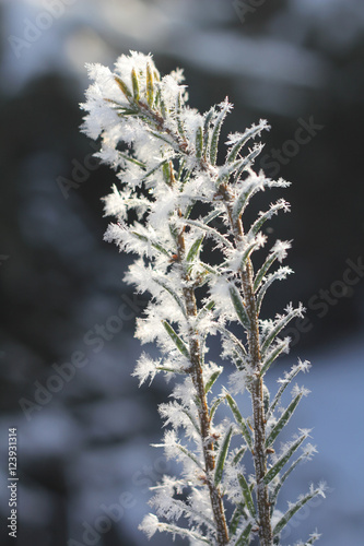 Winter. The branch of spruce in frost. Seasons