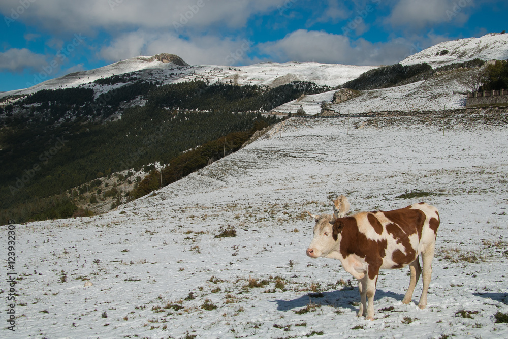 Paesaggio alpino innevato con mucche al pascolo