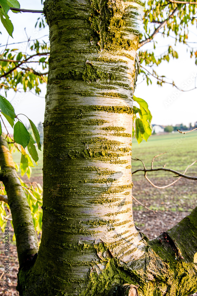 Fototapeta premium Tree trunk.