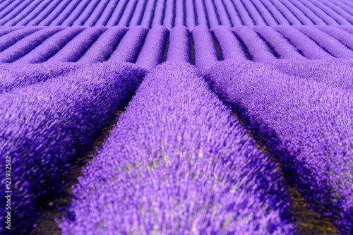 Wallpaper Mural Blooming lavender in a field at Provence