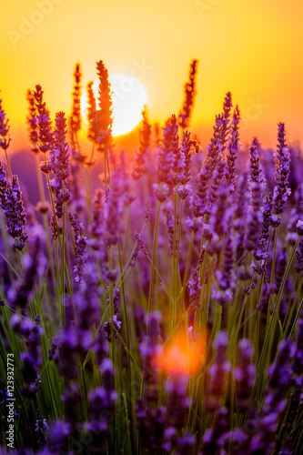 Blooming lavender in a field at sunset in Provence, France