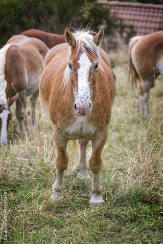 Portrait of beautiful brown horse