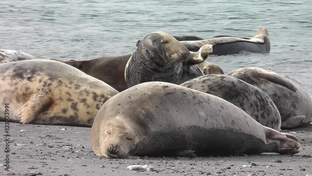 Kegelrobben liegen am Strand von Helgoland, Halichoerus grypus 