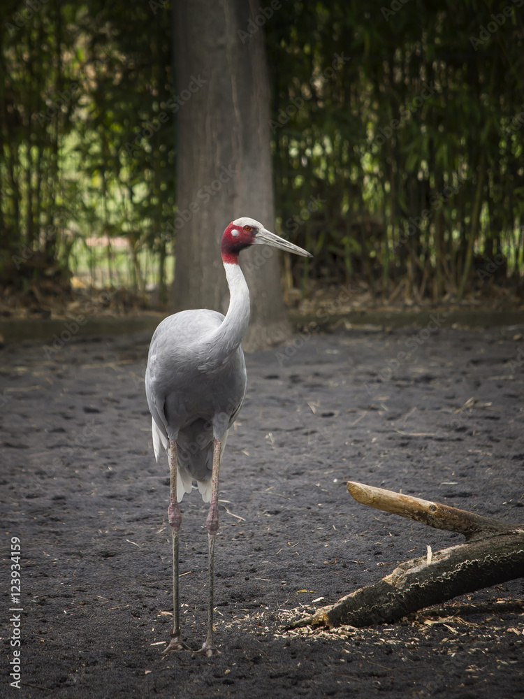 Obraz premium crane antigone