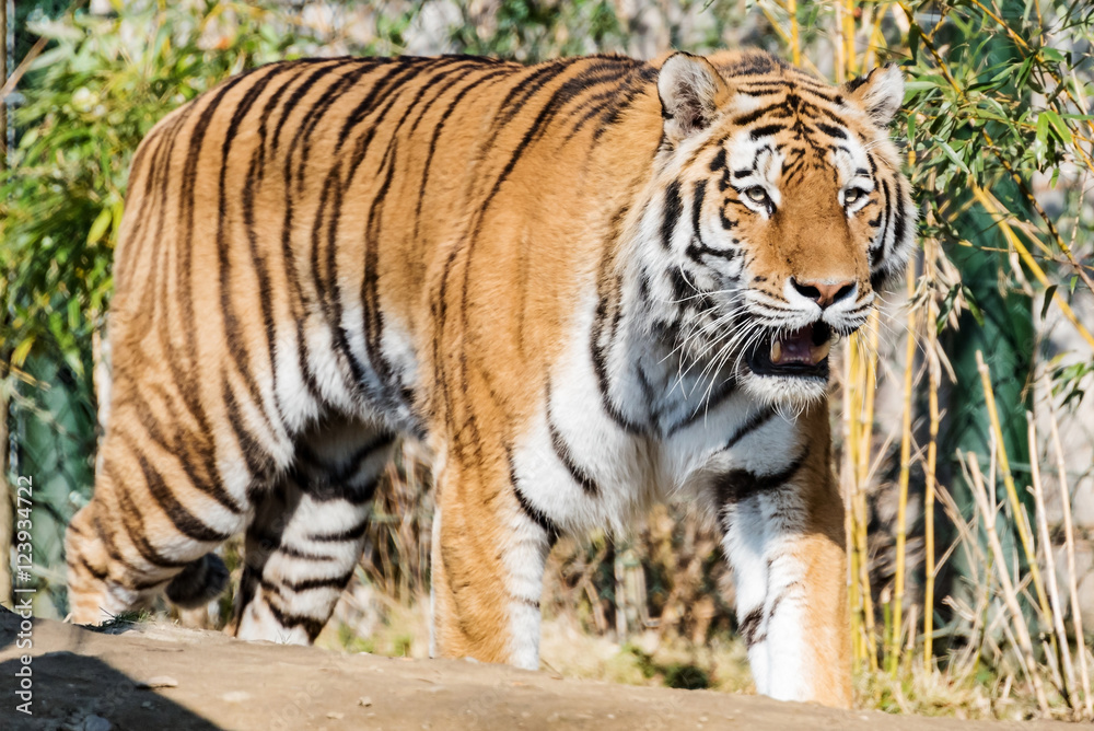 amur tiger from asia at park in germany amur tiger from asia at park in germany