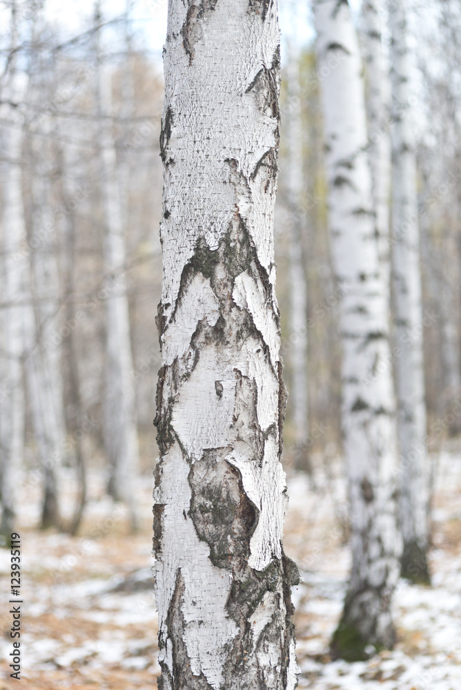 winter forest winter forest