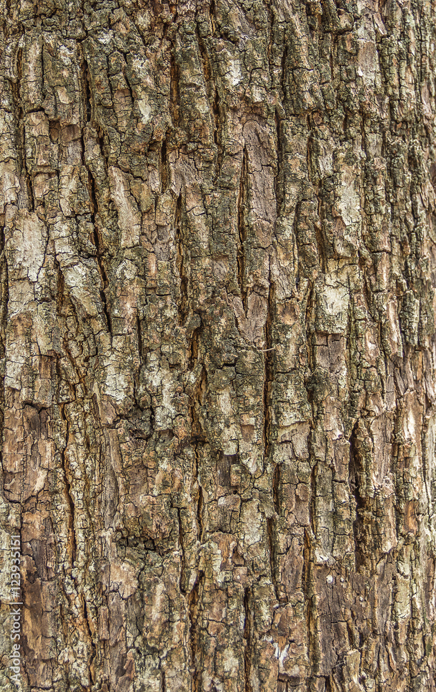 Old Wood Tree Bark Texture Background Pattern Old Wood Tree Bark Texture Background Pattern
