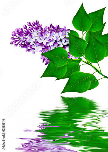 Branch of spring flowers lilac isolated on white background