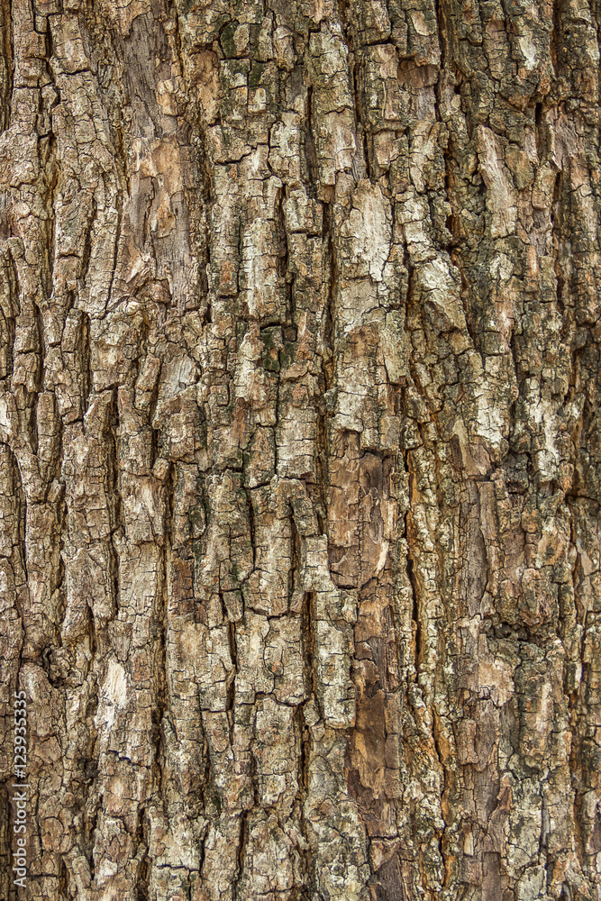 Old Wood Tree Bark Texture Background Pattern Old Wood Tree Bark Texture Background Pattern