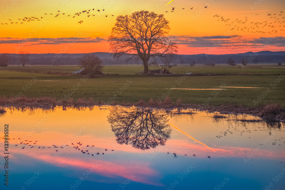 Wunschmotiv: Wildgänse über der Elbtalaue / Sonnenuntergang über der Elbtalaue. Aufgenommen in der Nähe von Predöhlsau bei Dannenberg, (Naturpark Elbhöhen-Wendland, Niedersachsen), am 16.02.2016. #123935512