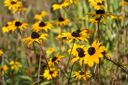 rudbeckia's bloeien in de stadstuin van Doetinchem photo