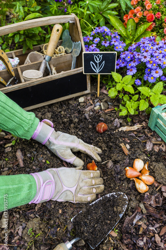 Fototapeta Naklejka Na Ścianę i Meble -  The gardener planted bulbs of flowers to the ground. Work in the garden.
