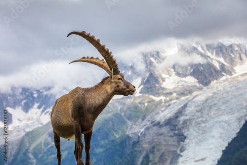 Alpine ibex (Capra ibex) in Mont Blanc, France photo