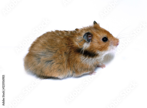 Brown Syrian hamster isolated