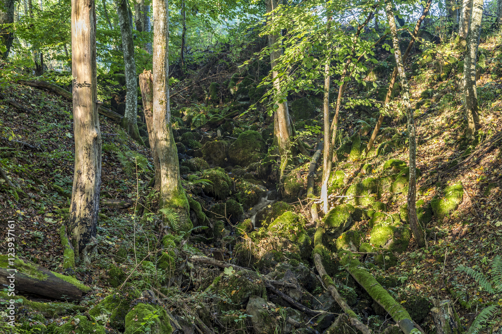 Fototapeta premium sunrise in the wilderness of a valley in the forest