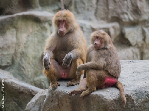 Two baboon sitting on the stone and looking away in Singapore zo © alekseev