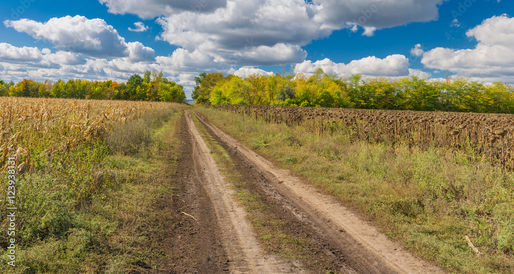 Autumnal landscape with earth road between maize and sunflower fields in central Ukraine Autumnal landscape with earth road between maize and sunflower fields in central Ukraine