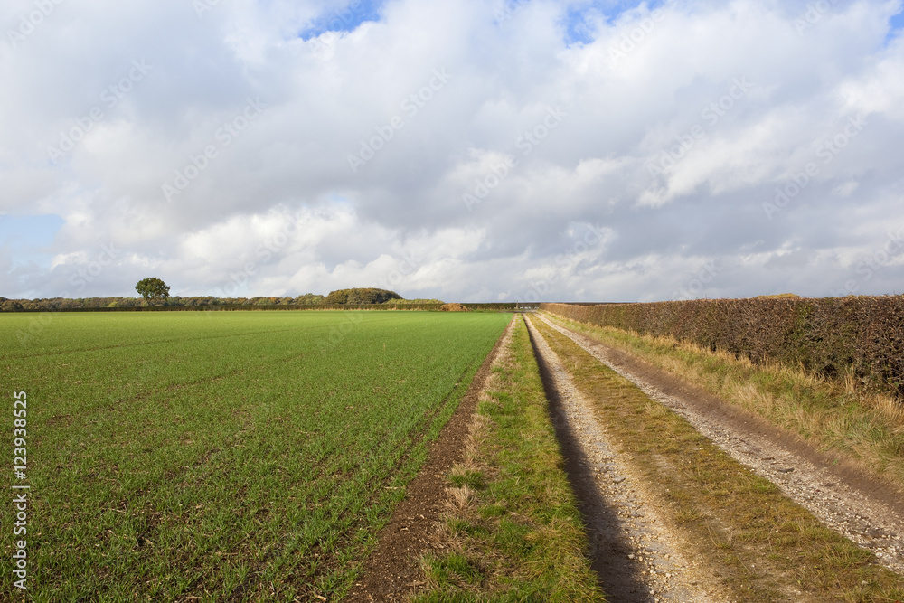 limestone bridleway with wheat