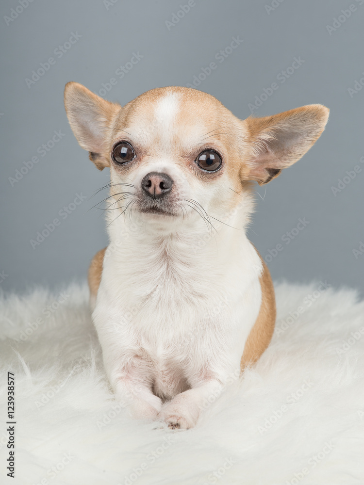 Cute brown and white chihuahua dog lying down on a grey backgrou Cute brown and white chihuahua dog lying down on a grey backgrou