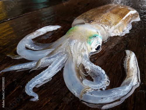 Bigfin reef squid, Soft cuttlefish,squid closeup