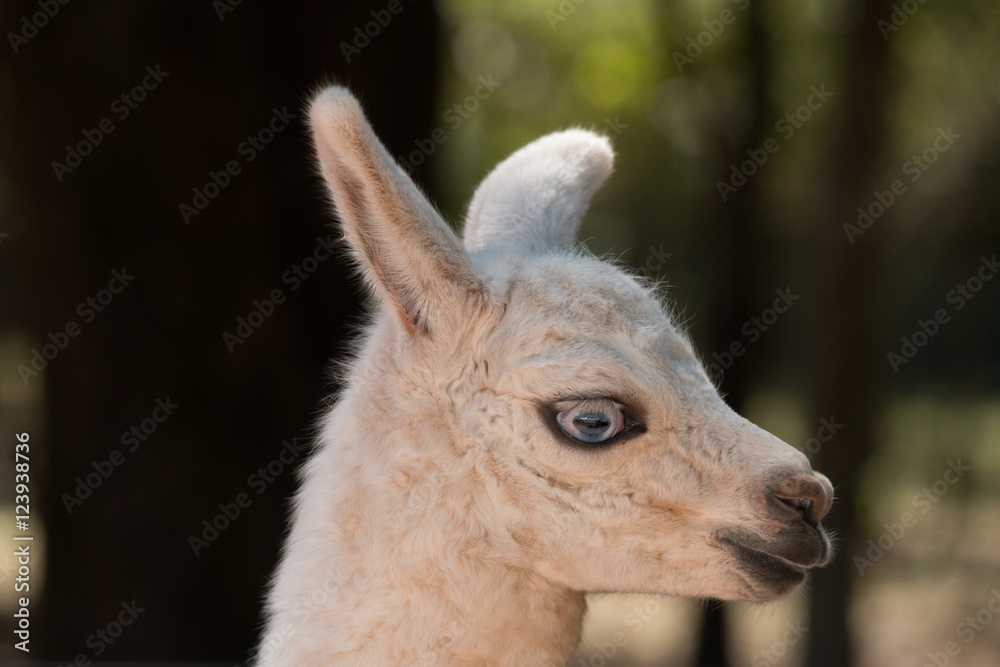 Obraz premium Young Llama