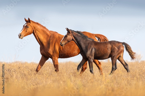 Fotografija Mare and foal run on outomn pasture
