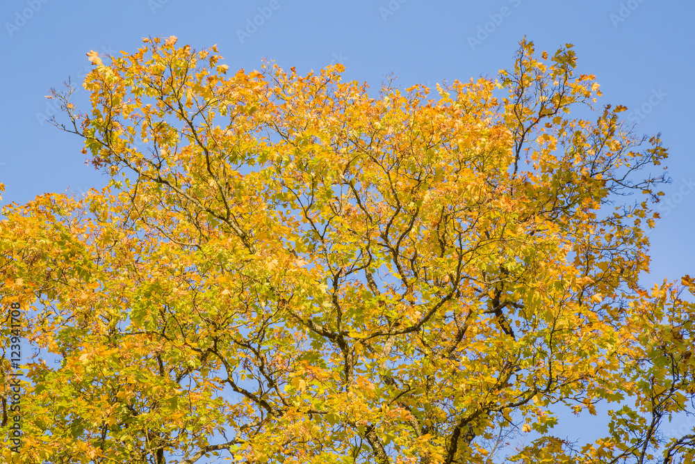 Beautiful yellow autumn maple leaves on the tree branches in sunlight. Background. Beautiful yellow autumn maple leaves on the tree branches in sunlight. Background.