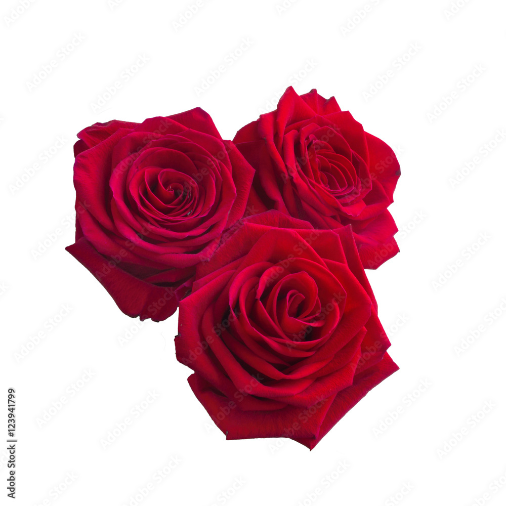 Obraz premium Three Dark red roses