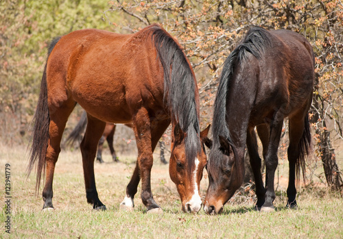 Two horses eating spring grass, nose to nose