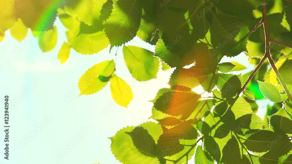 Looking up at tree branch with sunlight 